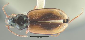 Media type: image;   Entomology 23867 Aspect: habitus dorsal view